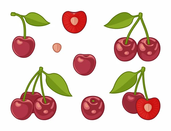 Vector image of cherries — Stock Vector