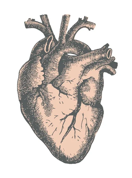 手绘线条艺术解剖人类的心脏 — 图库矢量图片