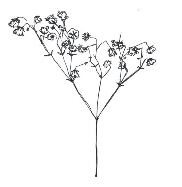 Grafik desen çiçek gypsophila