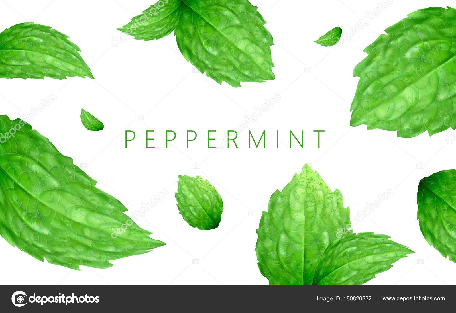 Peppermint background design Stock Vector Image by ©MITstudio #180820832
