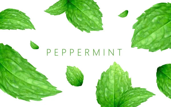 329 Peppermint leaves Stock Illustrations | Depositphotos