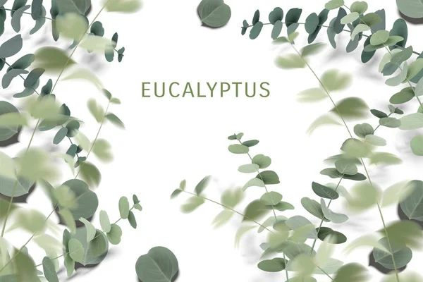 Feuilles d'eucalyptus élégantes — Image vectorielle