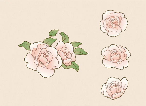 Rosas de color rosa claro — Vector de stock