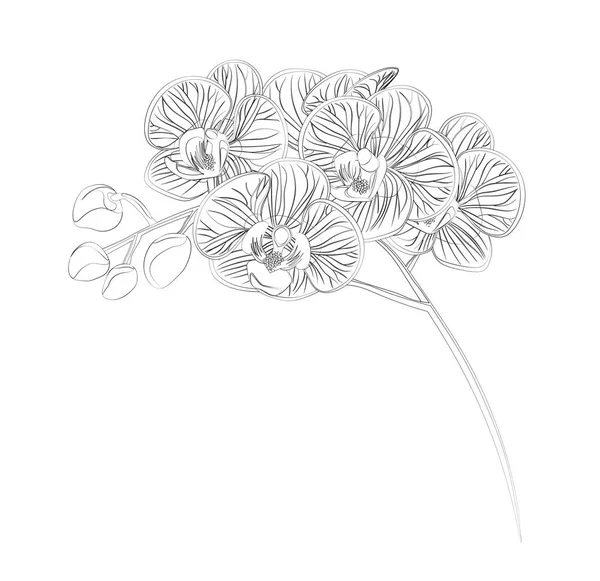 Hisse senedi vektör siyah ve beyaz orkide çiçek vektör illustrati — Stok Vektör