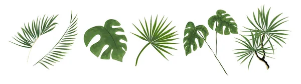 Gröna blad i stil med akvarell — Stock vektor