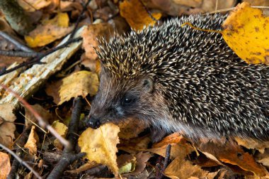 Doğal arka plan renkli yeşillik kirpi düşen sonbahar akçaağaç yaprakları