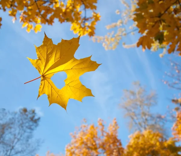 Падіння осіннього кленового листя природного фону — стокове фото