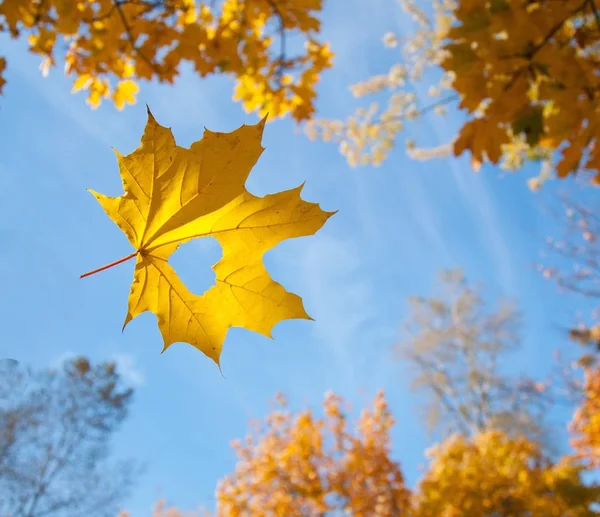 秋天的枫叶自然落叶 免版税图库图片