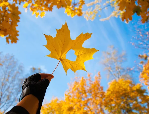 Outono queda de bordo folhas fundo natural — Fotografia de Stock