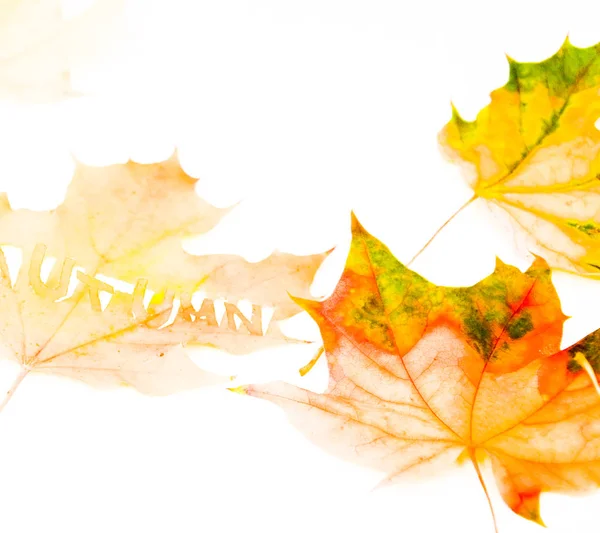 Outono queda de bordo folhas fundo natural — Fotografia de Stock