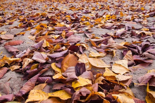 Outono queda de bordo folhas fundo natural — Fotografia de Stock