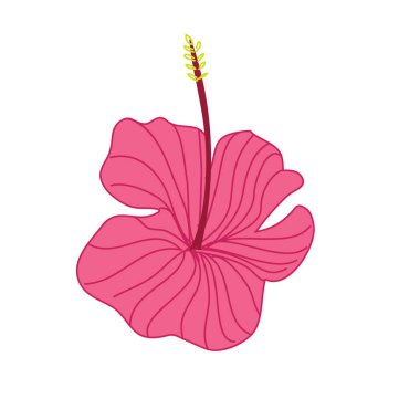 Pembe Hibiscus tropikal çiçek el resimde çekilmiş