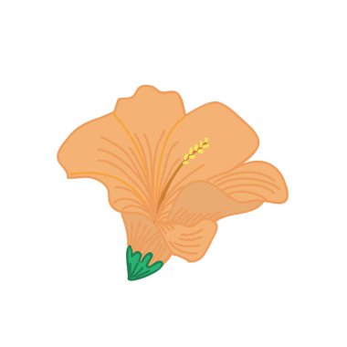 Turuncu Hibiscus tropikal çiçek elle çizilmiş illüstrasyon