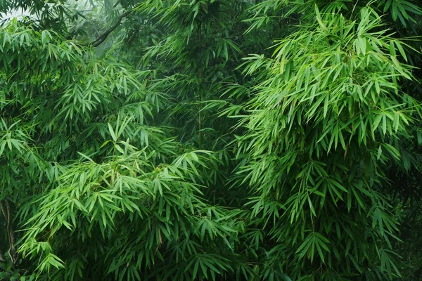 Foglie di bambù verde in una leggera nebbia Immagini Stock Royalty Free