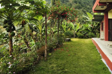 Tropikal evin önünde parlak bir hatta yeşil çim