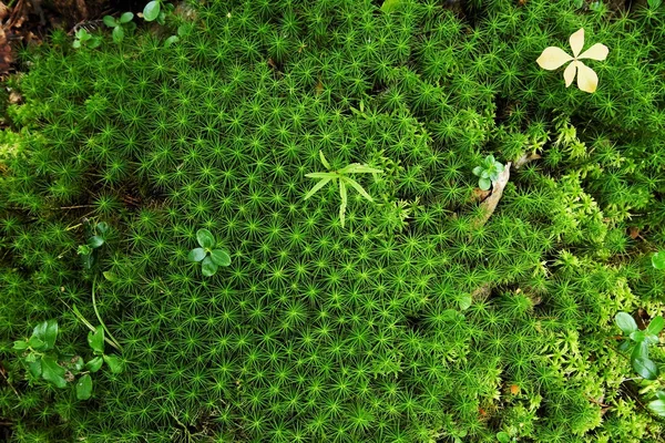Piccole piante su muschio verde massiccio Foto Stock