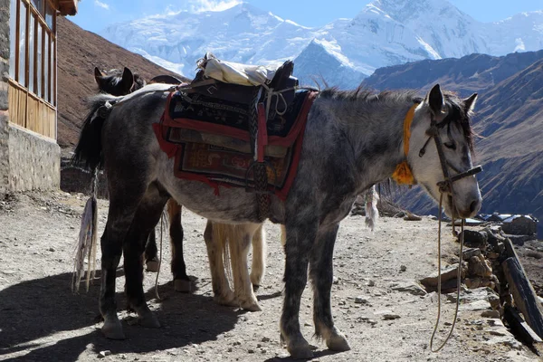 Nepal dağ at dağlarda yüksektir