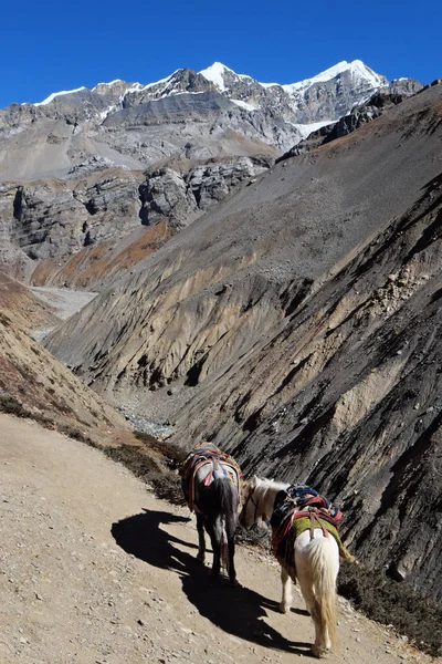 Nepal dağ atları iz dağlarda