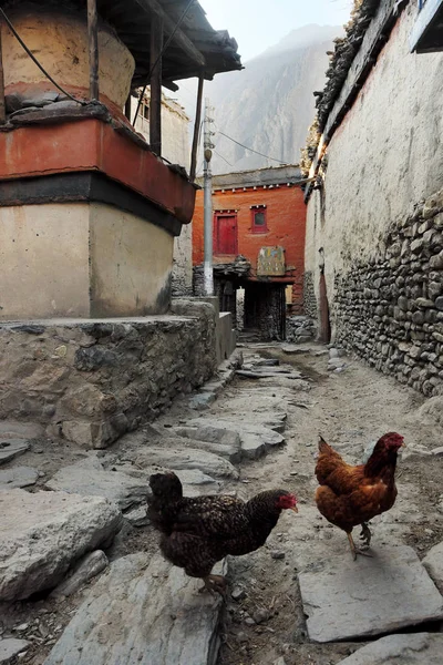 Tavuk sokakta bir çift