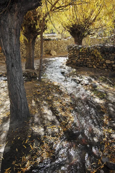 Bir sokak o ve ağaçlar Sarı le ile birlikte çalışan bir dere ile