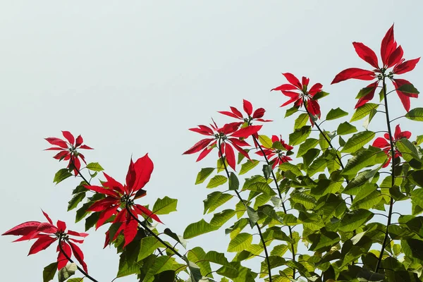 Flori nepaleze roșii — Fotografie, imagine de stoc