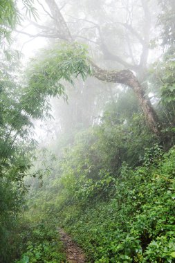 Dağlarda nemli ormanın içinden iz