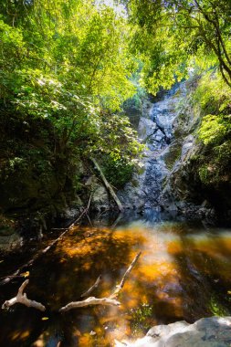 Koh Chang trekking orman