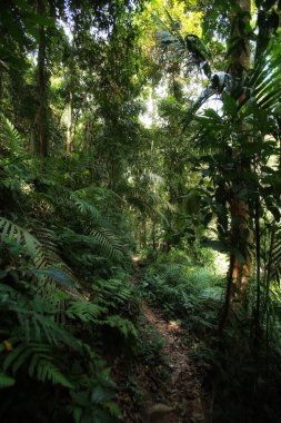 Koh Chang trekking orman