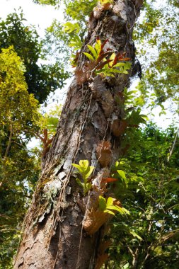 Koh Chang trekking orman