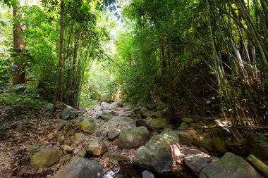 Koh Chang trekking orman