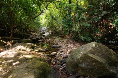 Koh Chang trekking orman