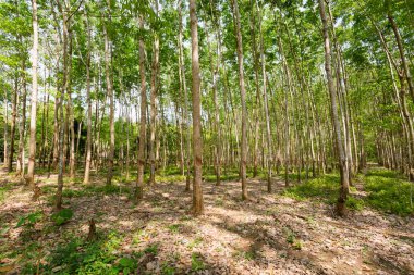 Kauçuk ağaçları Koh Chang