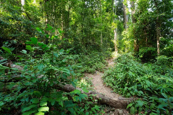 Trekking por la selva en Koh Chang — Foto de Stock