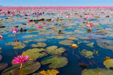 Kırmızı Lotus Gölü Udon Thani