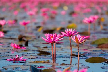 Kırmızı Lotus Gölü Udon Thani
