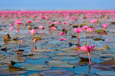 Kırmızı Lotus Gölü Udon Thani