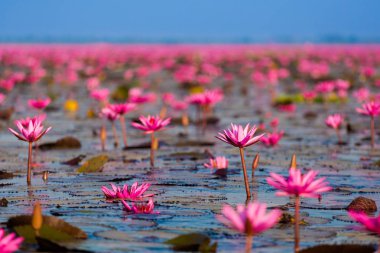 Kırmızı Lotus Gölü Udon Thani