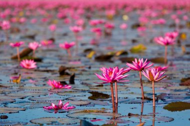Kırmızı Lotus Gölü Udon Thani