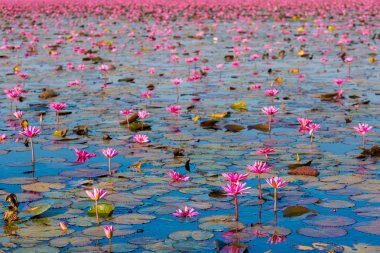 Kırmızı Lotus Gölü Udon Thani