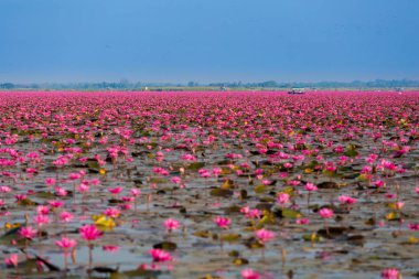 Kırmızı Lotus Gölü Udon Thani