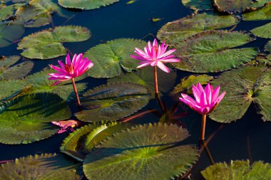 Kırmızı Lotus Gölü Udon Thani