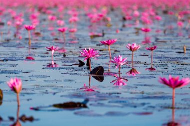 Kırmızı Lotus Gölü Udon Thani