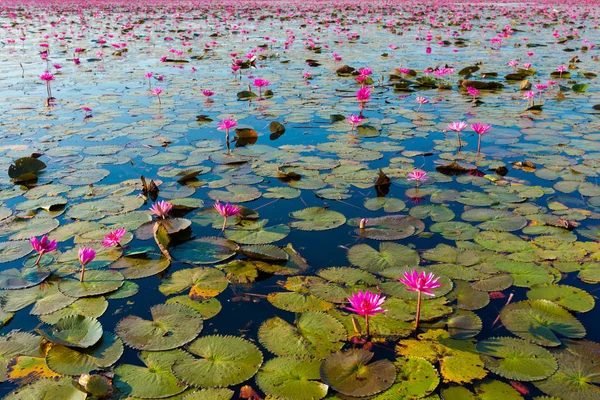 Lac Lotus rouge Udon Thani — Photo