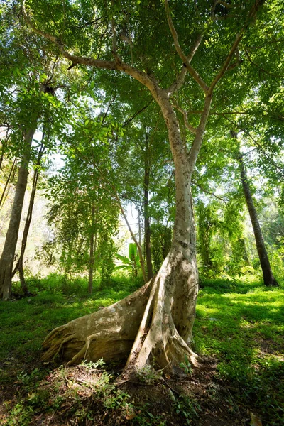 Djungel vandring runt klibbiga vattenfall — Stockfoto