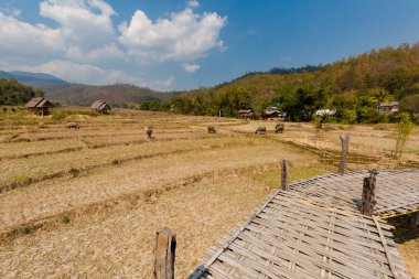 Buda bambu köprü Buffalos kapatın