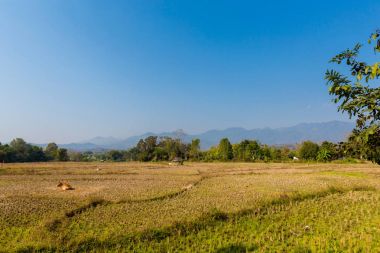 Pirinç tarlaları Pai Köyü