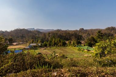 Pirinç tarlaları Pai Köyü