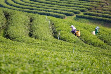 Chouifong yeşil çay plantasyon Tayland