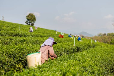 Chouifong yeşil çay plantasyon Tayland