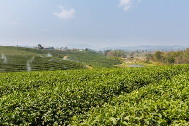 Chouifong yeşil çay plantasyon Tayland
